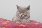 adult British Shorthair