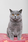 adult British Shorthair