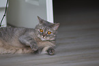 British Shorthair at apartment