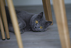 British Shorthair at apartment