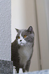 adult British Shorthair