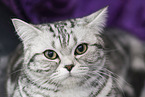 adult British Shorthair