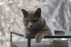 British Shorthair tomcat