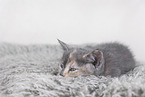 British Shorthair Kitten