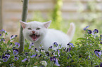 British Shorthair Kitten