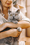 young woman with British Shorthair