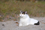 British Shorthair outdoor