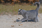 British Shorthair outdoor