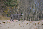 British Shorthair outdoor