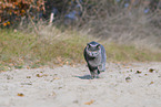 British Shorthair outdoor