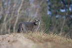 British Shorthair outdoor