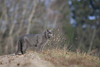 British Shorthair outdoor