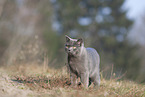 British Shorthair outdoor