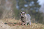 British Shorthair outdoor