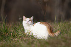 British Shorthair outdoor