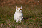 British Shorthair outdoor