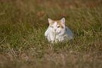 British Shorthair outdoor