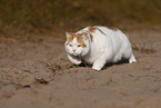 British Shorthair outdoor