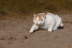 British Shorthair outdoor