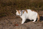 British Shorthair outdoor