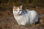 British Shorthair outdoor