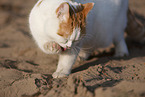 British Shorthair outdoor