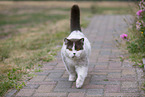 British Shorthair outdoor