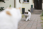 British Shorthairs outdoor