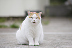 British Shorthair outdoor