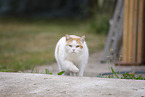 British Shorthair outdoor