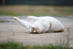 British Shorthair outdoor