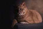 British Shorthair tomcat