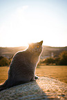 British Shorthair