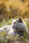 British Shorthair