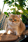 British Shorthair