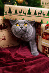 British Shorthair