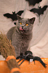 British Shorthair