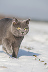 blue British Shorthair