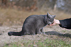 blue British Shorthair