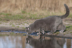 blue British Shorthair