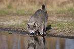 blue British Shorthair