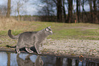 blue British Shorthair