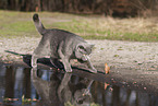 blue British Shorthair