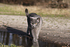 blue British Shorthair