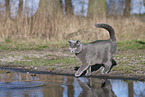 blue British Shorthair