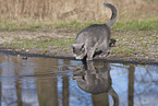 blue British Shorthair