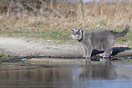 blue British Shorthair