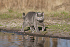 blue British Shorthair