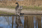 blue British Shorthair