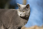 blue British Shorthair